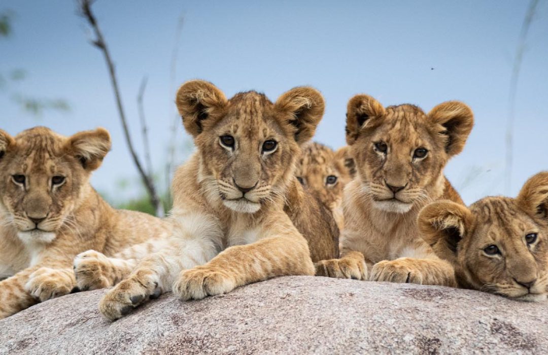 About Coffee Bloom Safaris