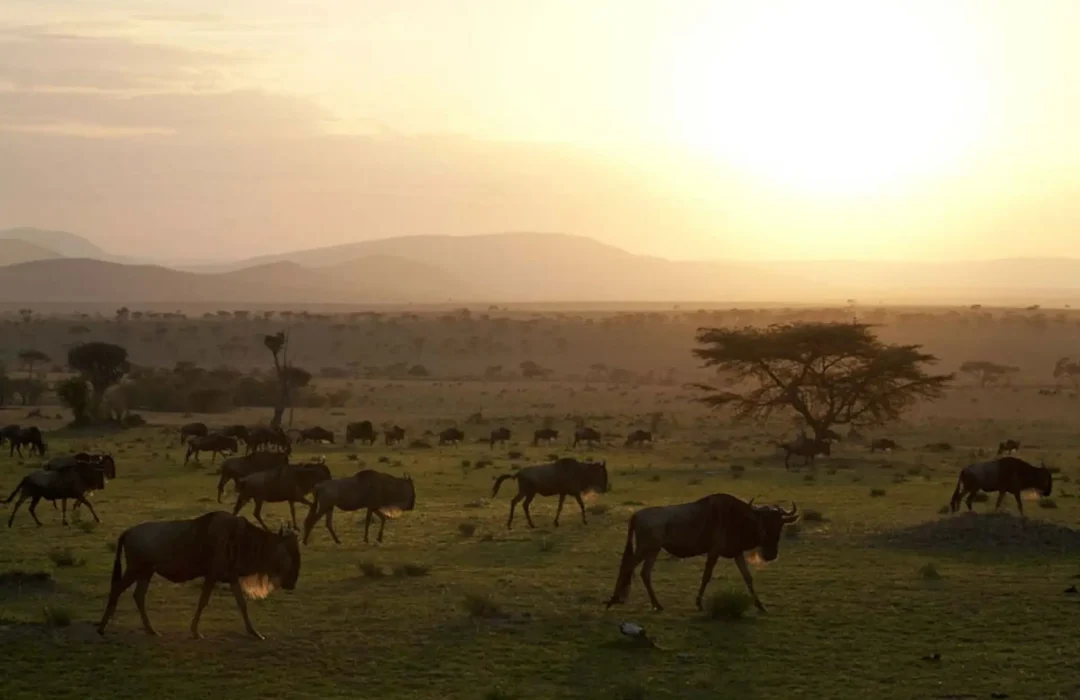 Contact Coffee bloom safaris