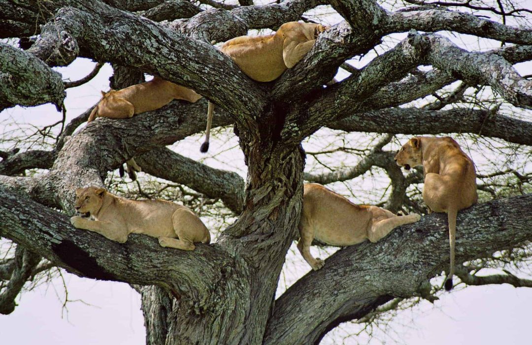 Lake-Manyara-Nat-Park