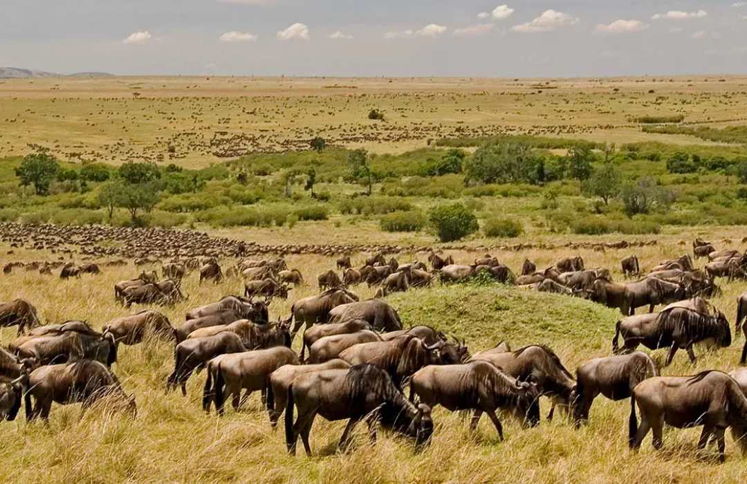 best time to visit Tanzania safari